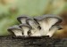 Pleurotus ostreatus - Hliva ustricovitá 